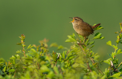 photo by Oliver Smart